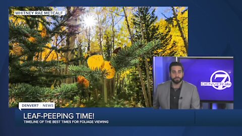 When's the best time to see fall foliage, and why the heck are some aspens brown?