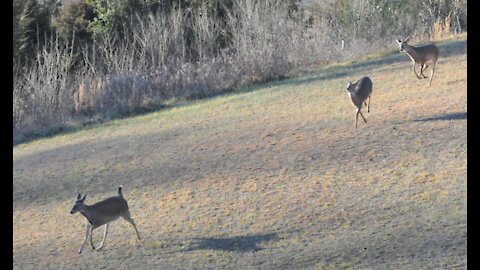 An Endeering game of Tag!