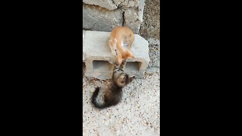 Two kittens playing - Cute cats