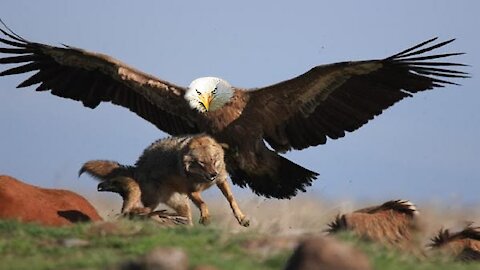 The Best Of Eagle Attacks - Most Amazing Moments Of Wild Animal Fights! 100M Moments