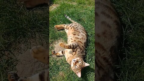 Sunny belly trap #bengalcat