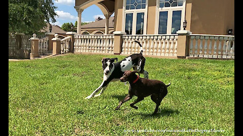 Great Danes Have Fun Playing Ball With German Short Haired Pointer GSP