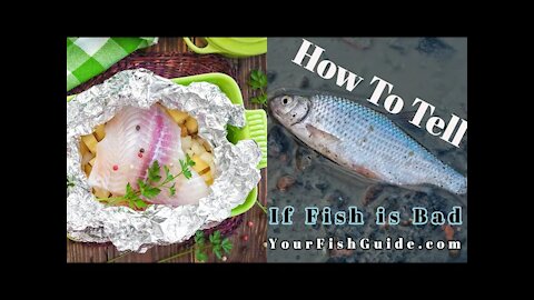 How To Tell If Fish is Bad ~ Educational | Tips and Techniques ~ Help Determine If A Fish Is Rotten