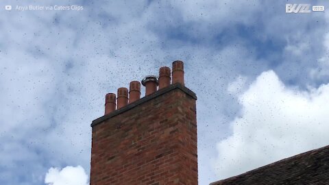 Une centaine d'abeilles a envahi cette maison