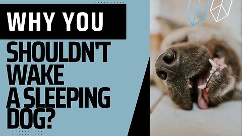 Why You Shouldn't Wake a Sleeping Dog?