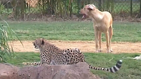 Amazing Animal Friendships: Doggy & Cheetah Playtime