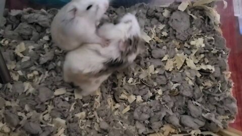 Dwarf Hamsters get very upset at eachother