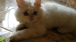 Playful Cat Knows How to High Five