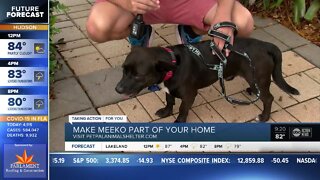 Pet of the week: Meeko wants an active family to play with