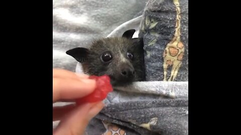Little sky puppy eating strawberry.
