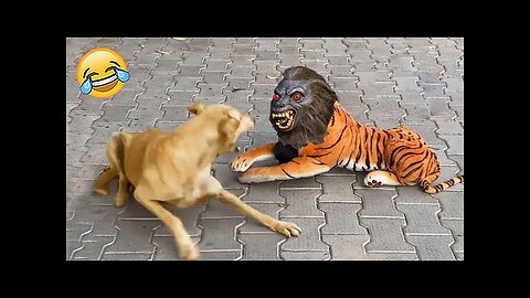 New Funny Animals 🤣Funniest Cats and Dogs Videos 🐱