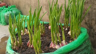 Best method to grow hygienic green garlic with compost soil in small plastic polythene