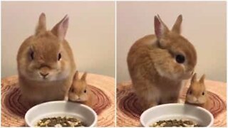 Kanin spiser et måltid ved siden av miniatyrleketøyet sitt