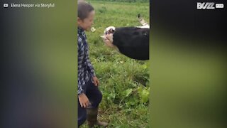 Il rapporto speciale tra una mucca e un ragazzino