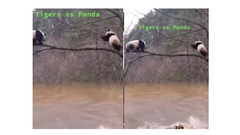 Panda adorably Struggle to Save its Life With Tiger
