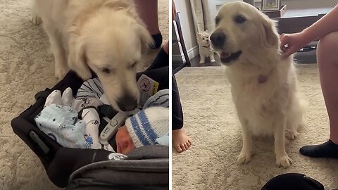 Dog Has Heartwarming Reaction To Meeting Baby For The First Time