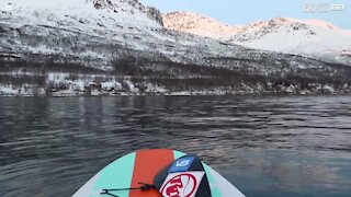Paddleboarder si avvicina a un gruppo di orche