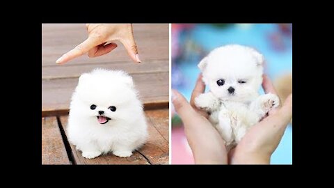 Cute Puppies 😍 Cute Funny Dogs Compilation #1