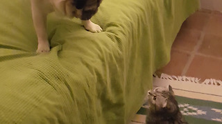 Pug Vs Cat