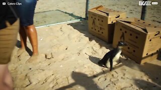 Des pingouins sauvés peuvent enfin rentrer chez eux