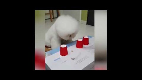 Cats and Dogs Funny Compilations - try not to laugh