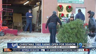 Christmas tree farms open for holiday season