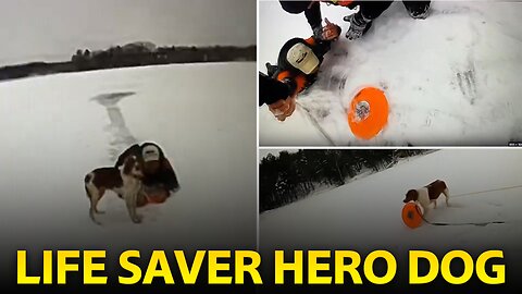 Incredible actions of this remarkable dog as it comes to the rescue of its owner #dog #dogsavelife