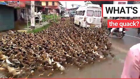 Traffic brought to standstill by a mass stampede of THOUSANDS of ducks