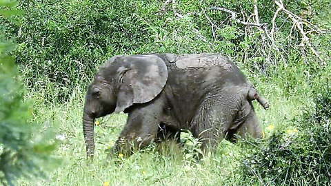 Baby elephant with stumpy tail scratches his bum