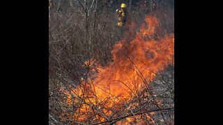 Prescribed Fire for Deer Habitat