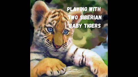 Playing with two siberian baby tigers
