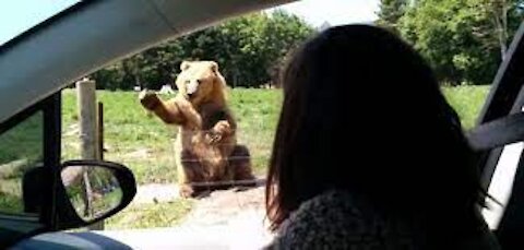 Waving bear shows off catching skills!!