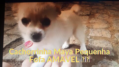 Little Maya Puppy Cute Lovely