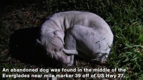 Hopeless dog found abandoned in Florida Everglades