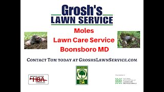 Moles Lawn Care Service Boonsboro MD GroshsLawnService.com