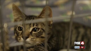 Animal shelter in Naples overcrowded with kittens