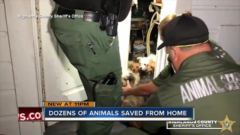 Video shows deputies rescue 50 animals from home, woman charged with 72 counts of animal cruelty