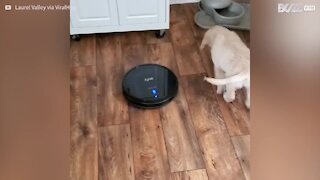 Puppy gets in a spin hitching a ride on smart vacuum cleaner