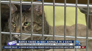 BARCS waiving adoption fees through Sunday due to overcrowding