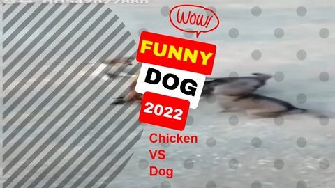 🤣Dogs vs Chickens Fight 2022 Funny Dog Video Clips #shorts