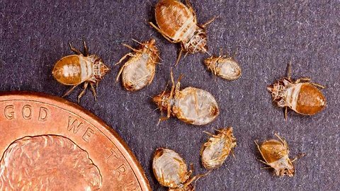 How to Prevent and Control a Bed Bug Infestation | Health and Nutrition Channel