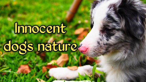 Innocent dogs nature