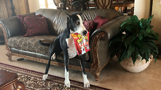 Clever Great Dane shows off her talents with treats