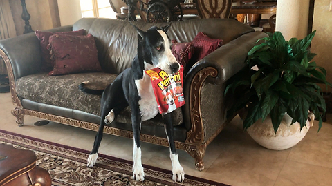 Clever Great Dane shows off her talents with treats