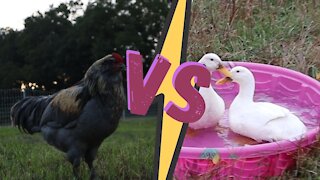 Chicken OR Duck| Farm Vlog