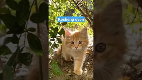 Anak kocheng oyen #short #kucinglucu #kucingmeong #catcutevideo #kittensmeowing #cat #funnycats