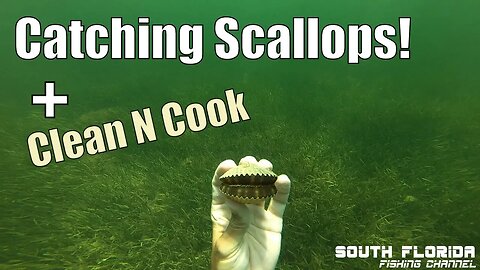 Florida Gulf Bay Scallops | Catch Clean Cook
