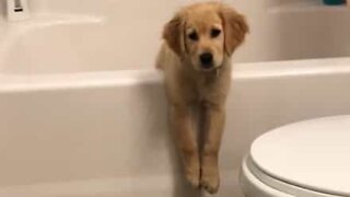 Cadela curiosa fica encalhada na banheira