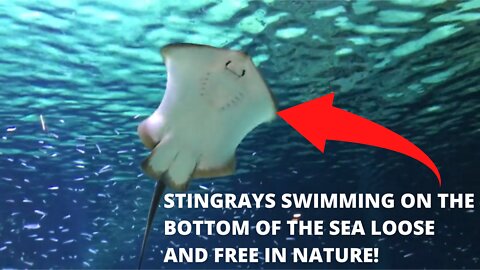 VIDEOS COMPILED WITH STINGRAYS SWIMMING ON THE BOTTOM OF THE SEA LOOSE AND FREE IN NATURE!