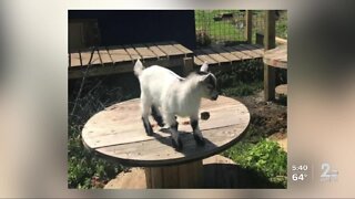 The search is on for "Ed" the baby Nigerian Dwarf Goat after he was stolen